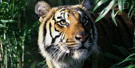 Tygr indoínský